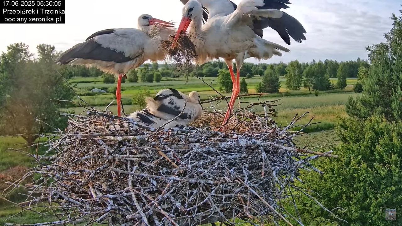 17062025bociany20