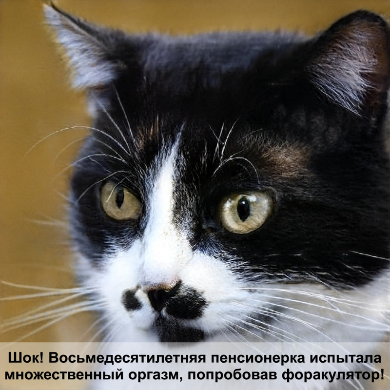 кошка беспородная окрас табби