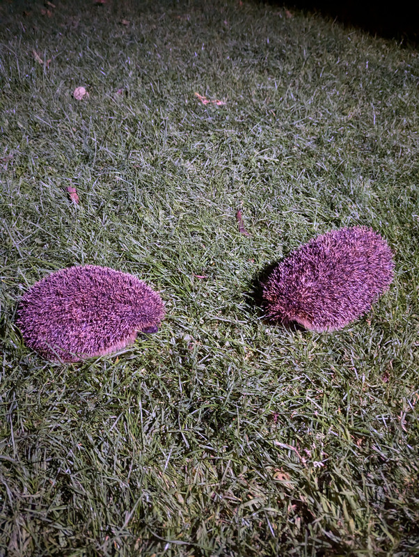 PXL_20240817_211515737