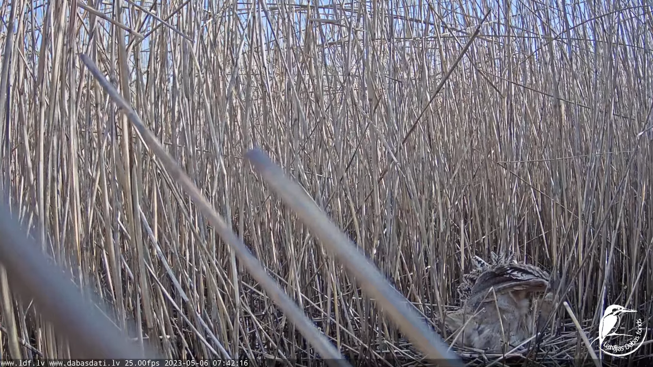 Lielais dumpis (Botaurus stellaris) Engurē - LDF tiešraide 3-47-56 screenshot