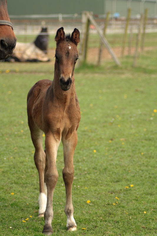 foal.png