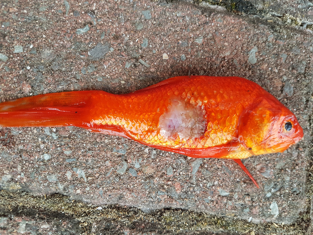 20170708_193045_resized