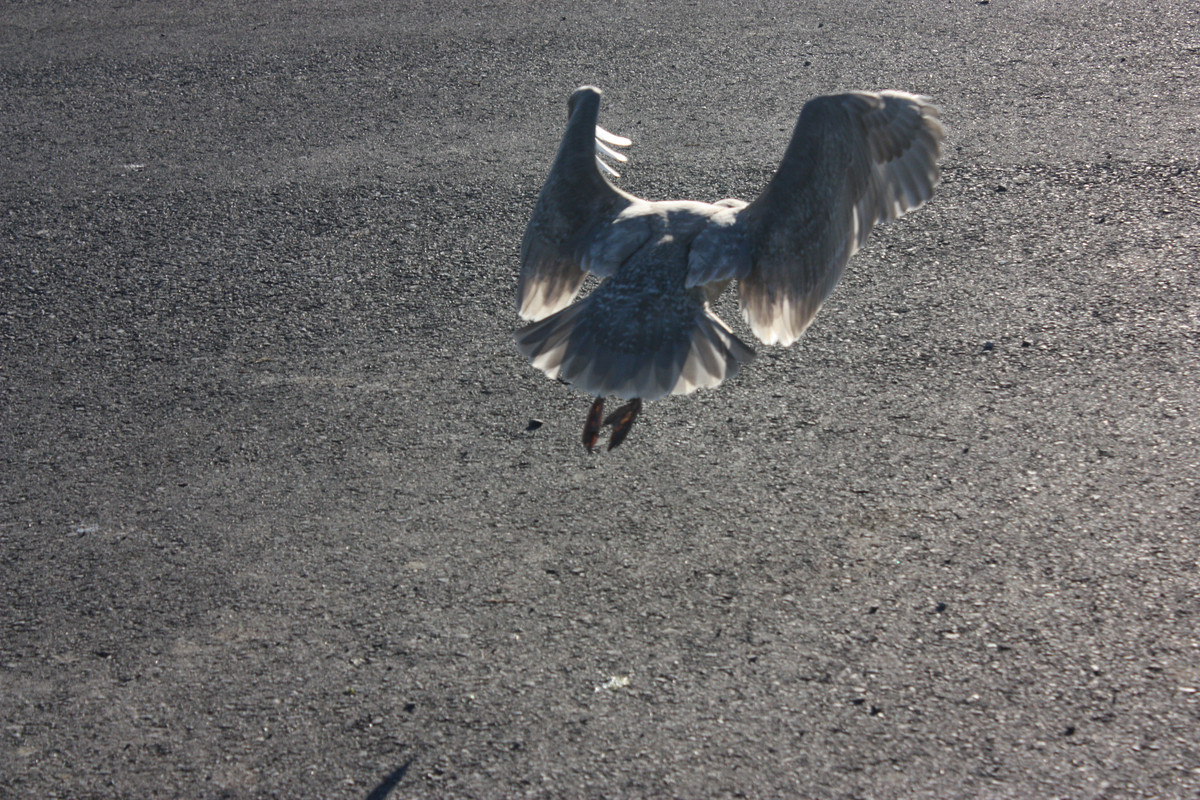 seagull-9-by-weathered-raven-d73o3eu.jpg