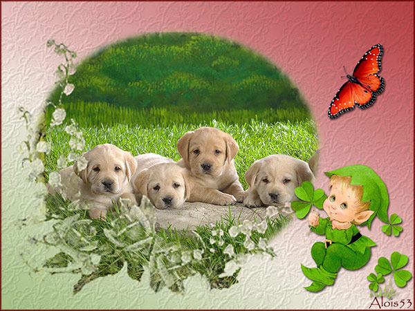 4-labradors-in-bloemmasker