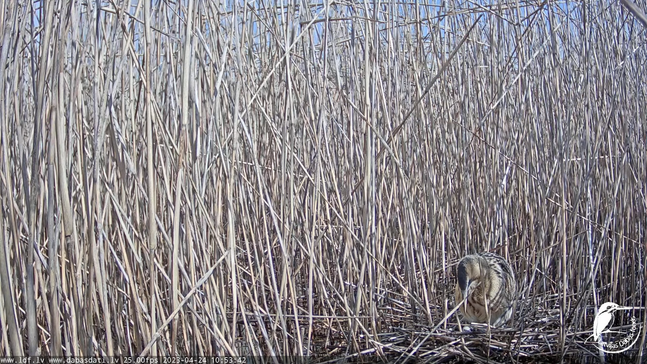 Lielais dumpis (Botaurus stellaris) Engurē - LDF tiešraide 13-19-52 screenshot