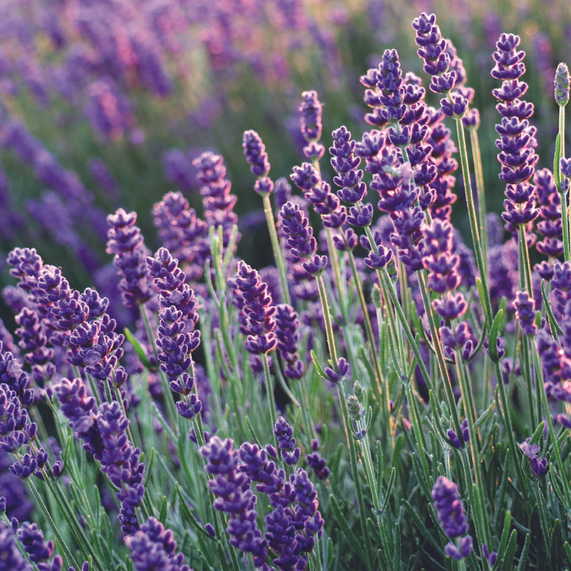 Lavande - Ingrédients Cosmétiques Naturels du Maroc