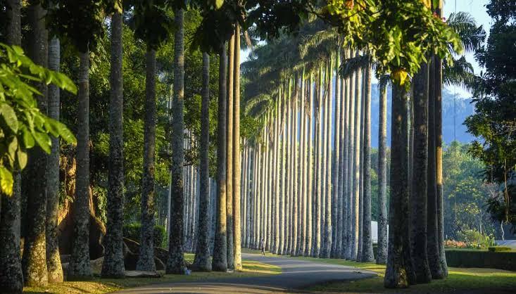 Peradeniya Botnical Garden