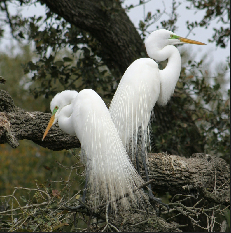 white-great-white-heron.jpg