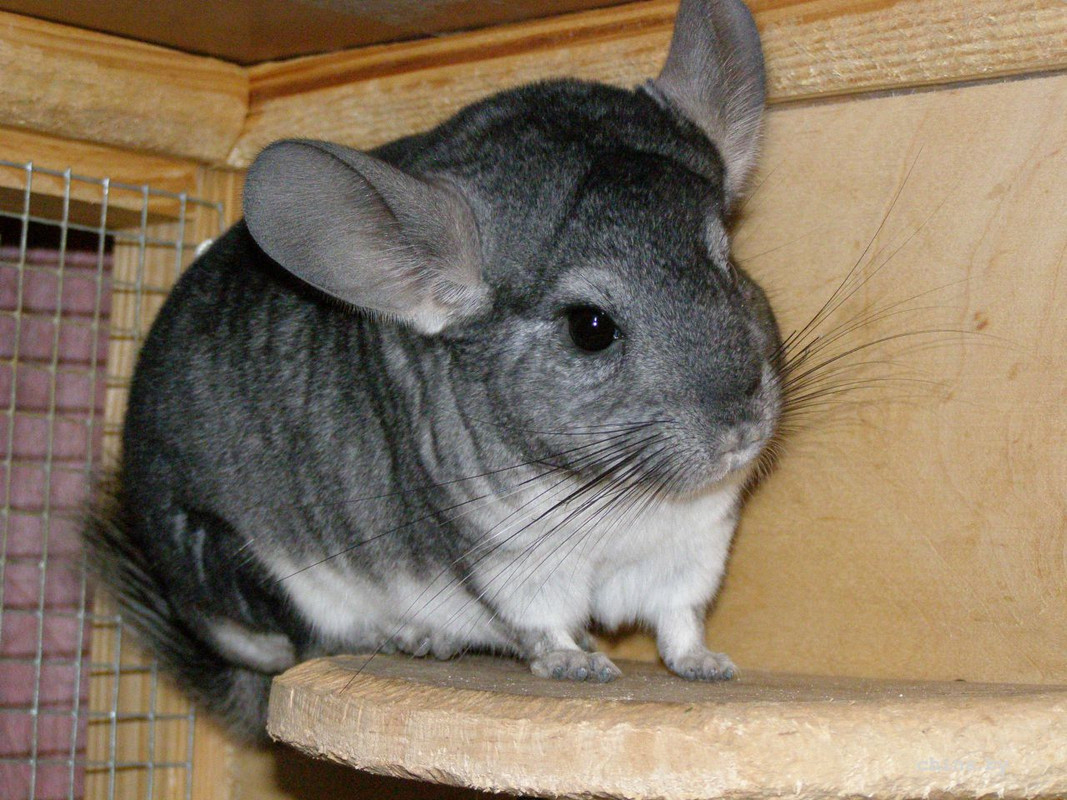 шиншилла 2