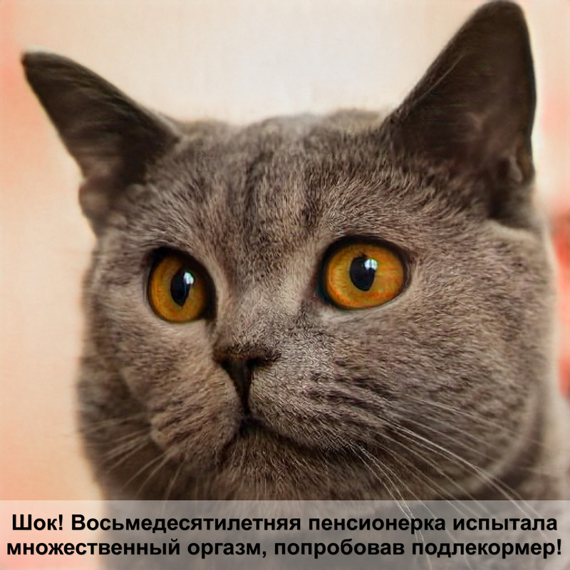 норвежская лесная кошка окрасы