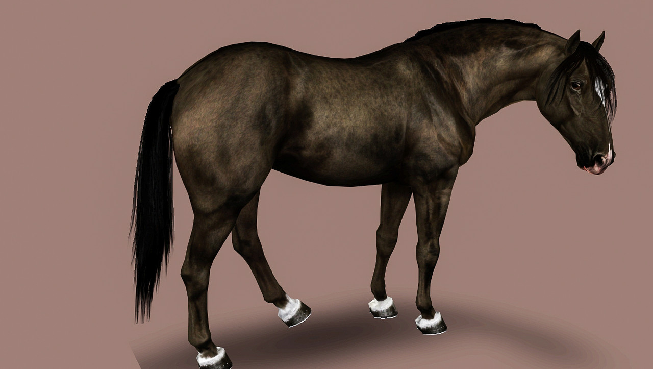 Horse image