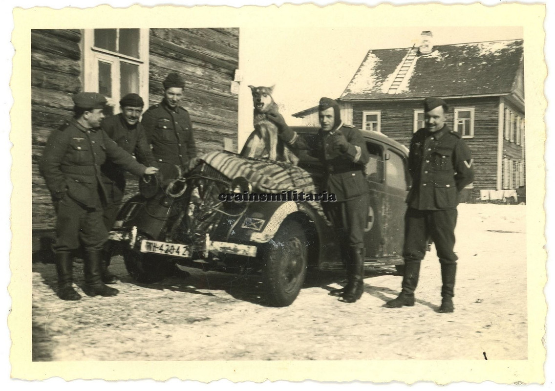 Orig. Foto 215.ID Sanitäter mit DRK Pkw Hund in TSCHUDOWO Wolchow Russland 1942