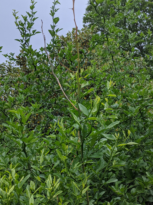 PXL_20210524_204753442