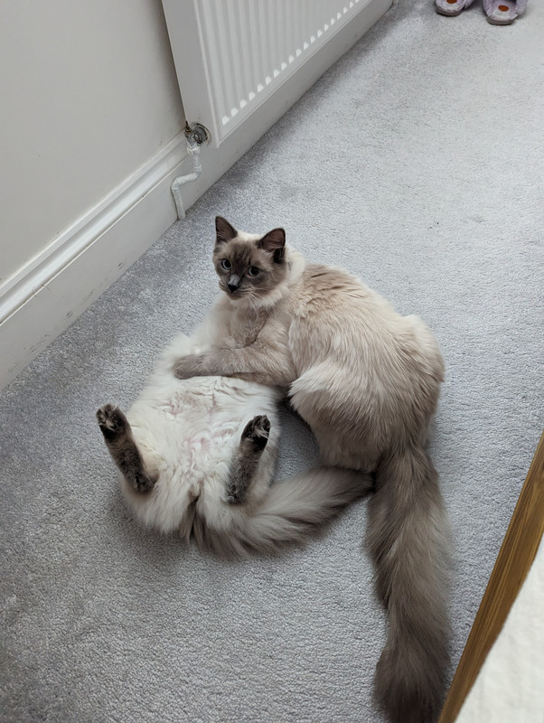 PXL_20240526_081014841