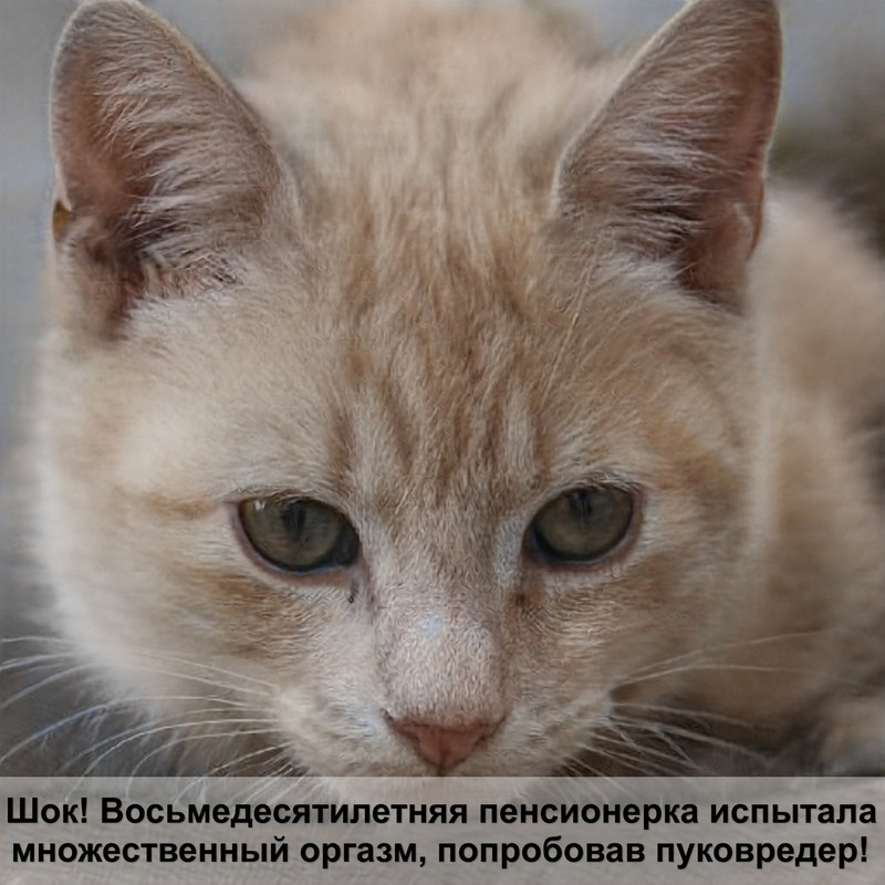 бенгальская кошка тигровый окрас