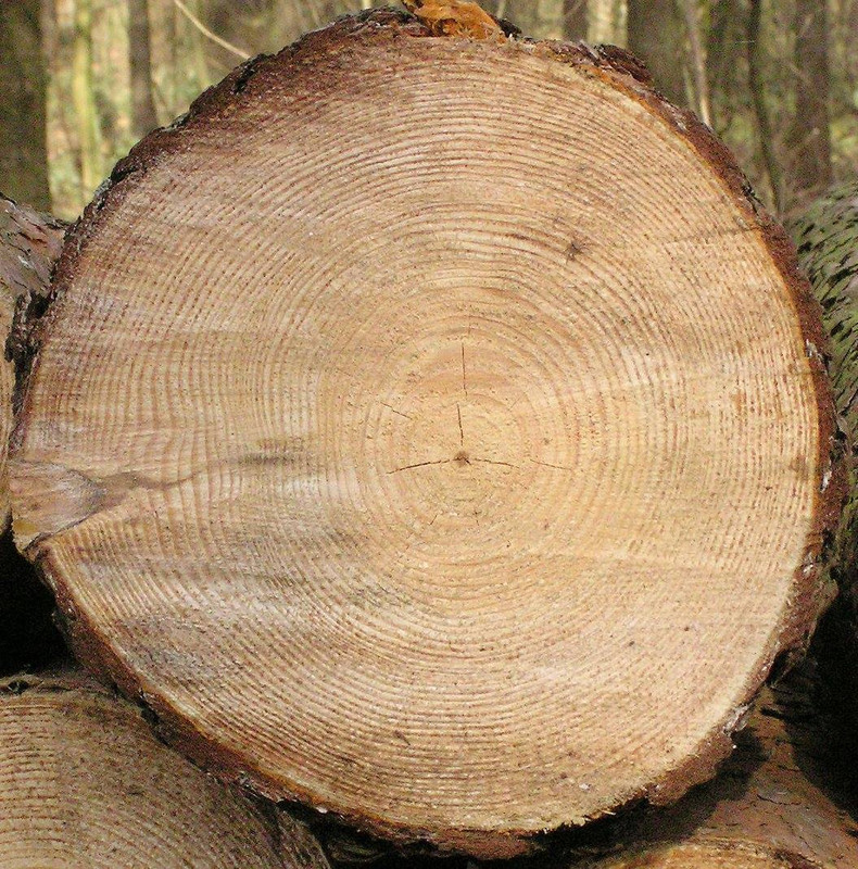 wood-texture-3dsmax (190)