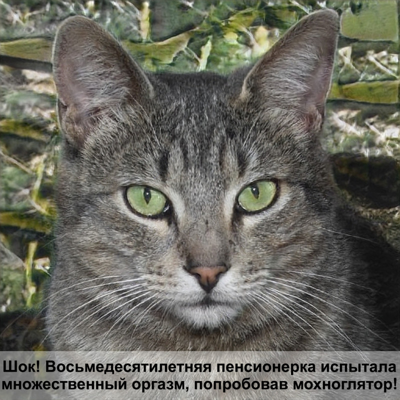 какая самая любимая кошка