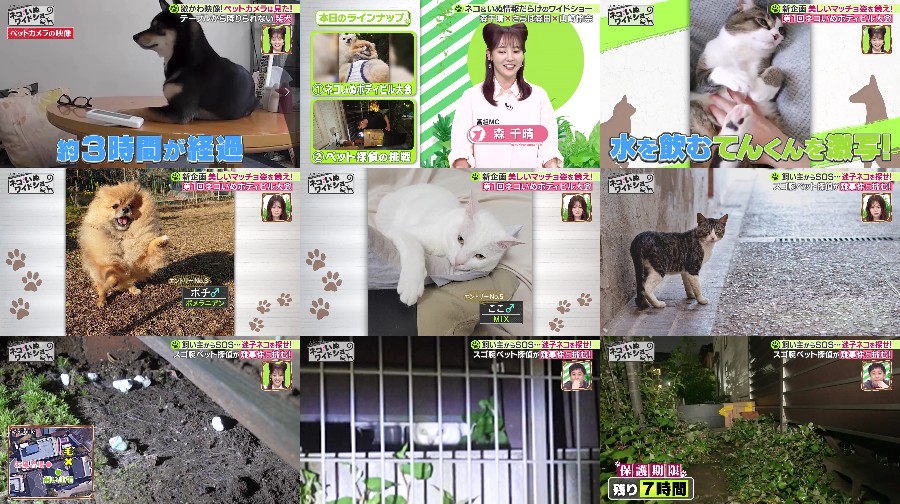 250725-Neko-Inu 【Webstream】250725 Neko Inu Wide Show (Rena Yamazaki)
