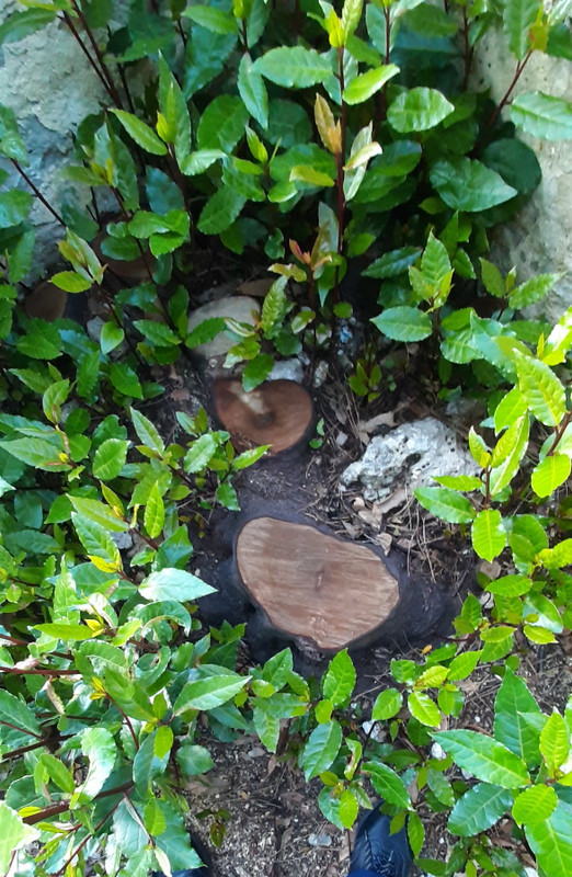 Ceppi di alloro che ributtano1