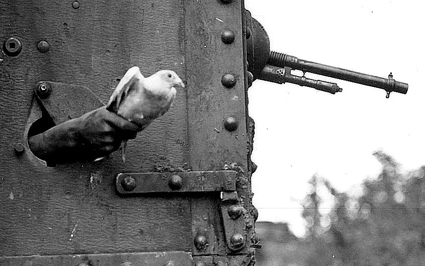 messenger-pigeon