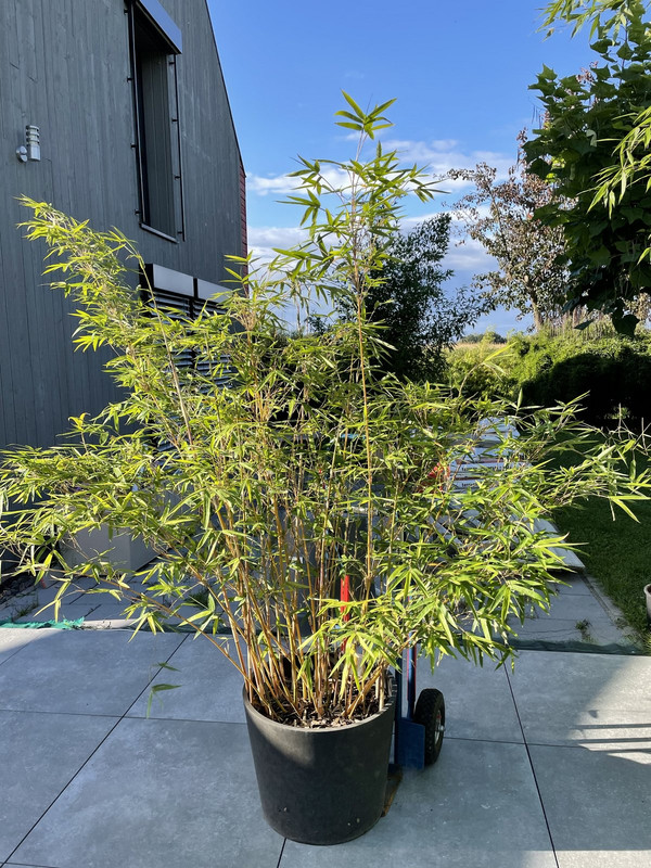 3B8A4242-F0CC-4C35-8B6C-0D51C48CFA4D