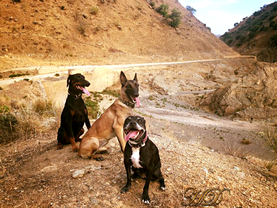 Dogs-Zeus-Fizz-Minky-HD.png