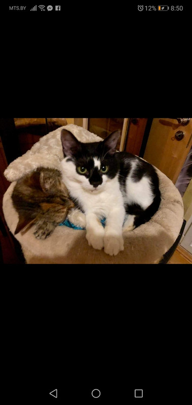 Зиг-заг Макряк