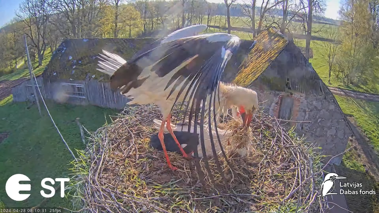 Baltie stārķi (Ciconia ciconia) Tukuma novadā - LDF tiešraide __ White storks in Tukums, Latvia 12-2