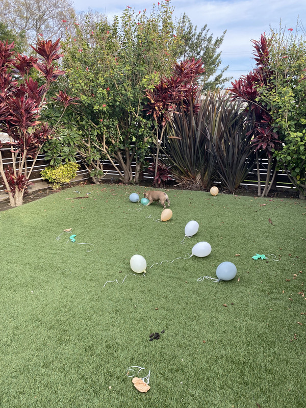 975977A1-CF2E-43FB-9E55-2CE6A4CD6BFE