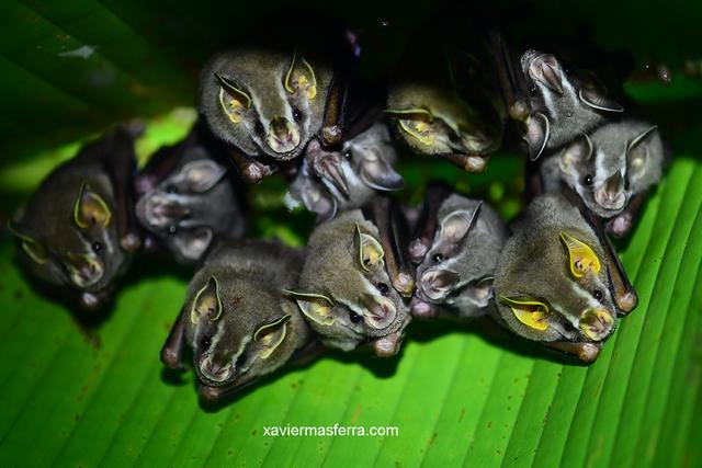 Costa Rica con niños. Julio-Agosto 2018 - Blogs de Costa Rica - Sierpe-Drake-Isla del Caño-PN Corcovado (12)