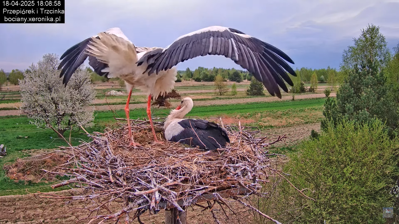 18042025bociany12