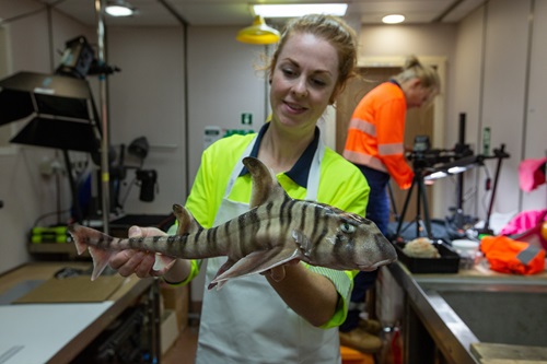 02b-Helen-ONeill-CSIRO-with-undescribed-stripey-hornshark-Credit-CSIROFrederique-Olivier.jpg
