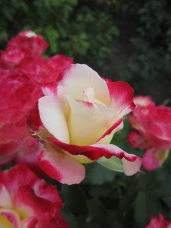 IMG_2575