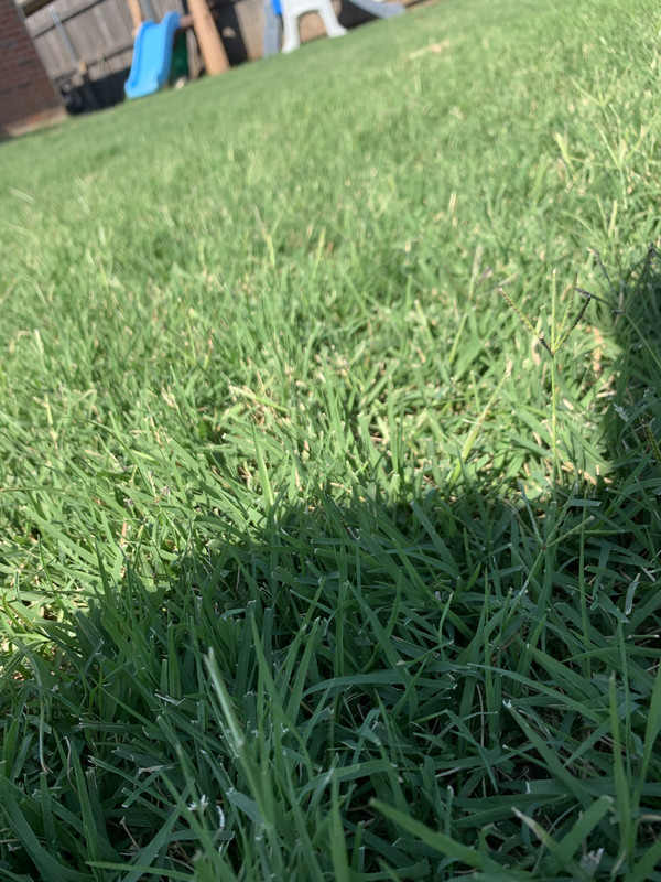 Hybrid vs common Bermuda Lawn Care Forum