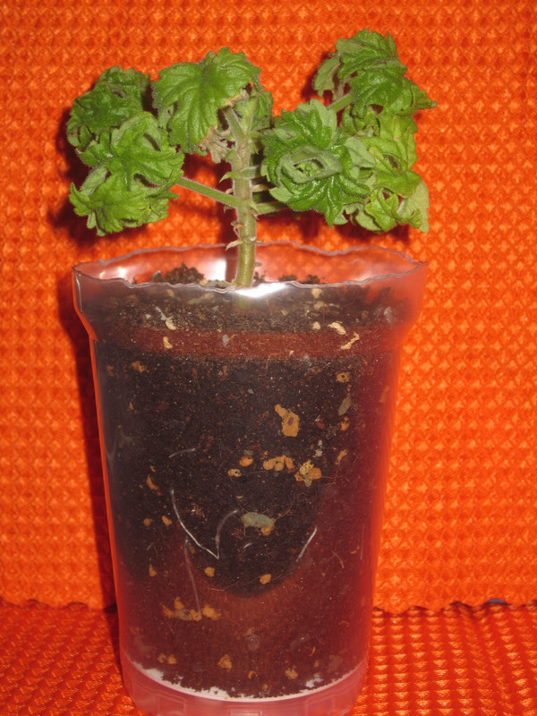 8 декабря 2022 г. заметила новые белые корни