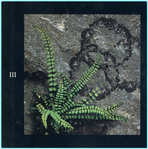 [Image: oaxme49gz17g.png]