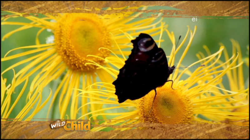 [Image: fgwu8l0m6z7m.png]