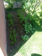 [Image: new-grow-area.jpg]
