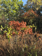 IMG-1786
