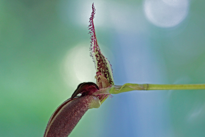 Bulbophyllum fascinator (Rolfe) Rolfe-003