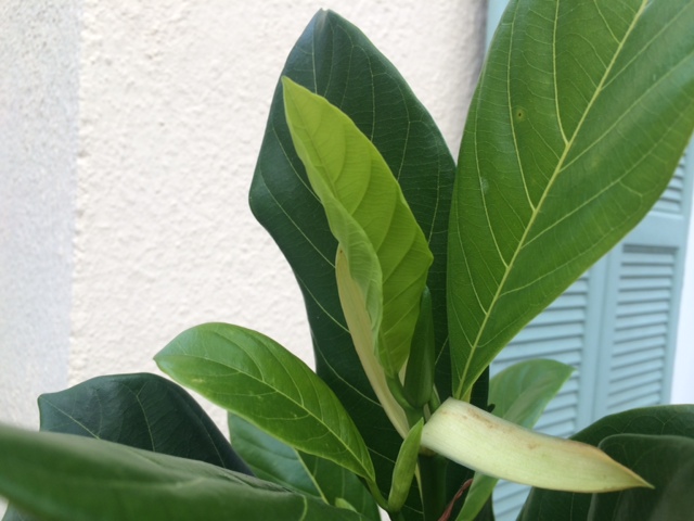Jackfruit 1