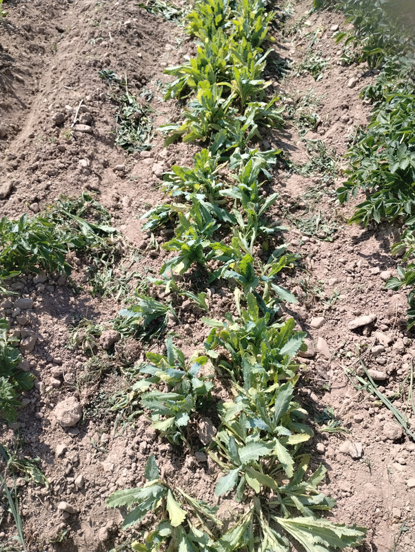 IMG_20250624_153514623