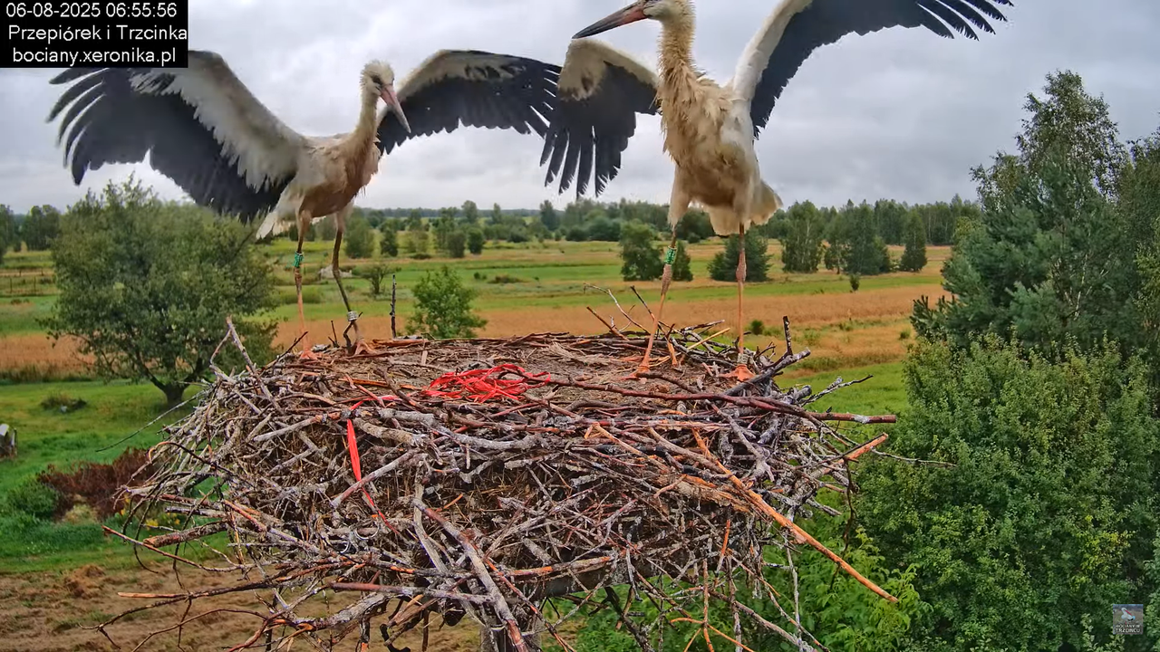 06082025bociany4