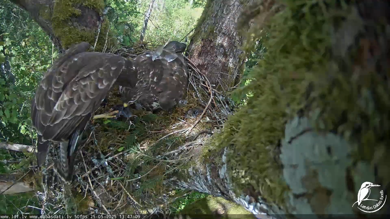 Melnās klijas (Milvus migrans) Kurzemē_ peļu klijāni (Buteo buteo) 10-20-24 screenshot