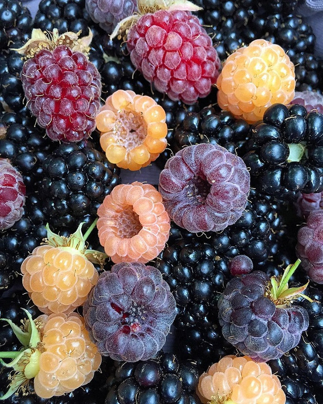 Raspberry