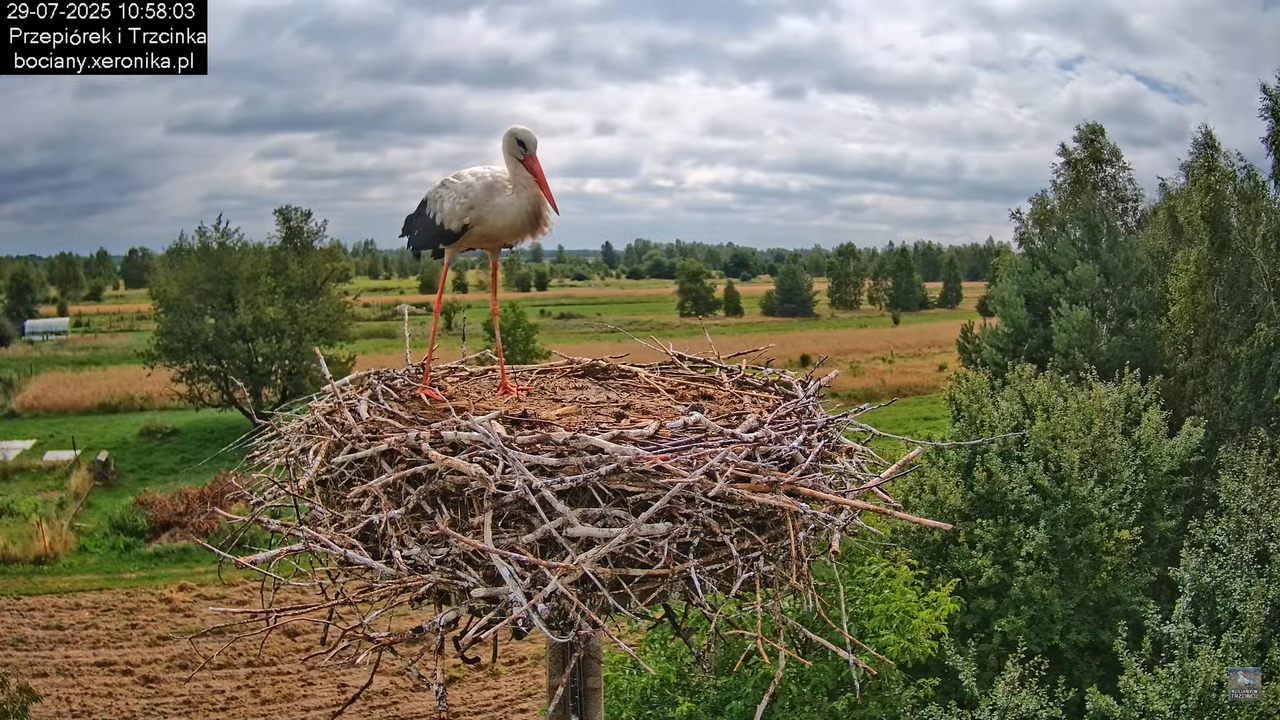 29072025bociany22