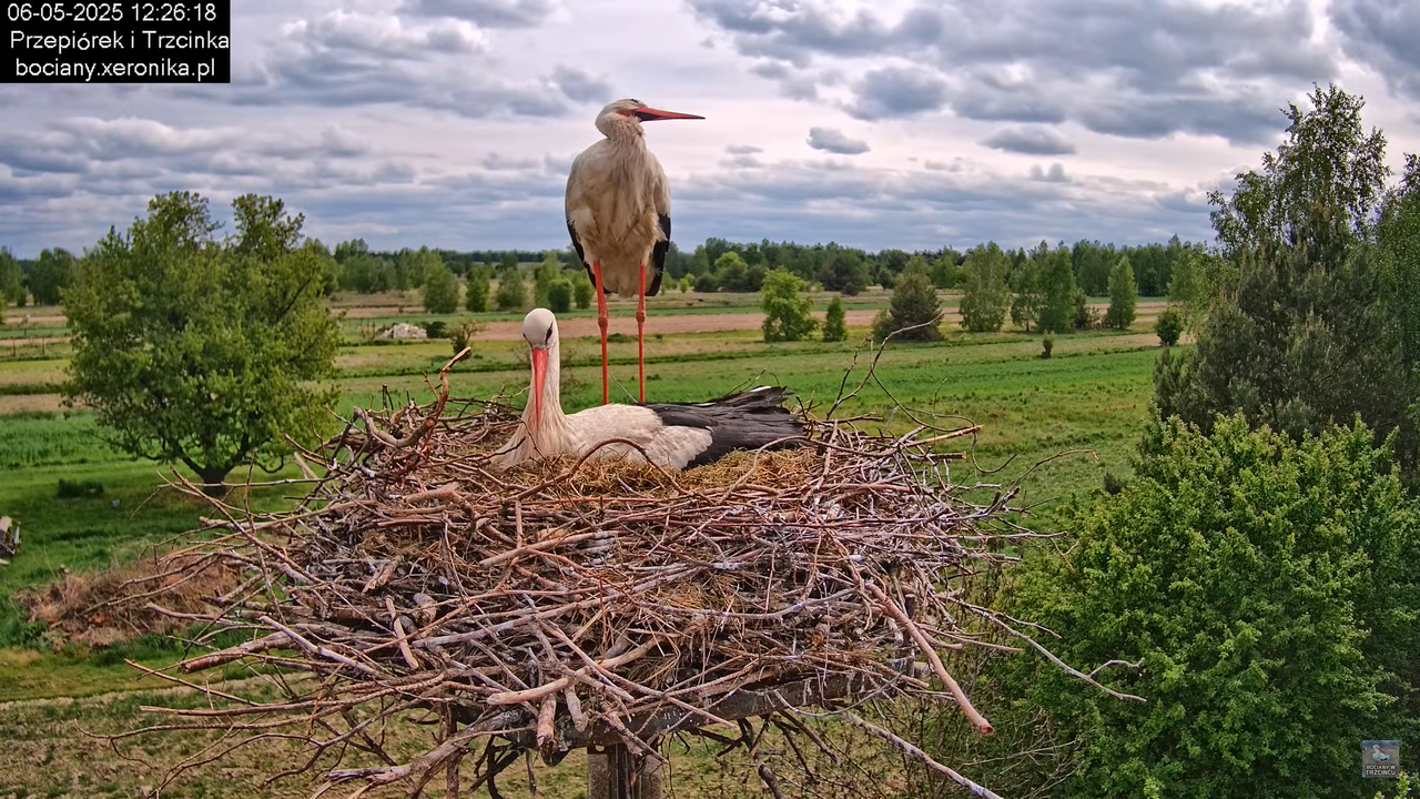 06052025bociany22