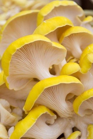 ye-owtoadstools.jpg