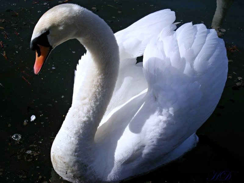 sw-an-dark-lake-HD.jpg