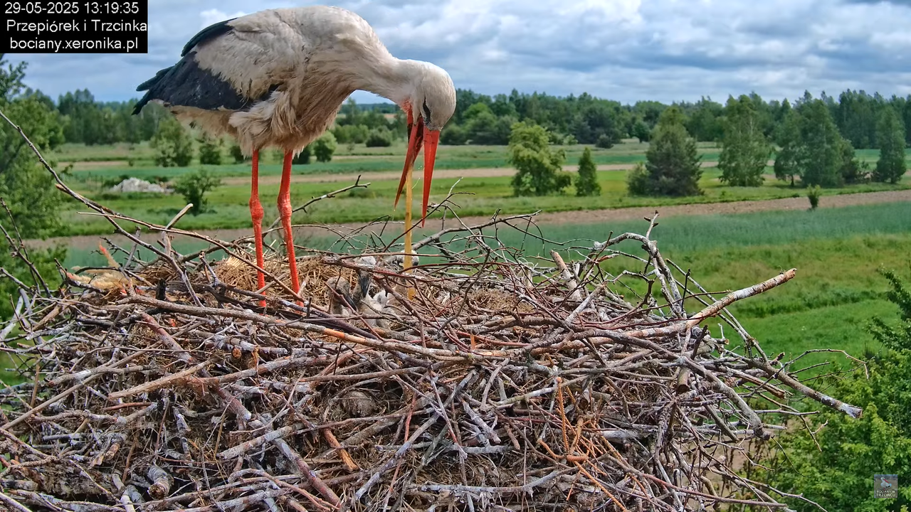 29052025bociany15